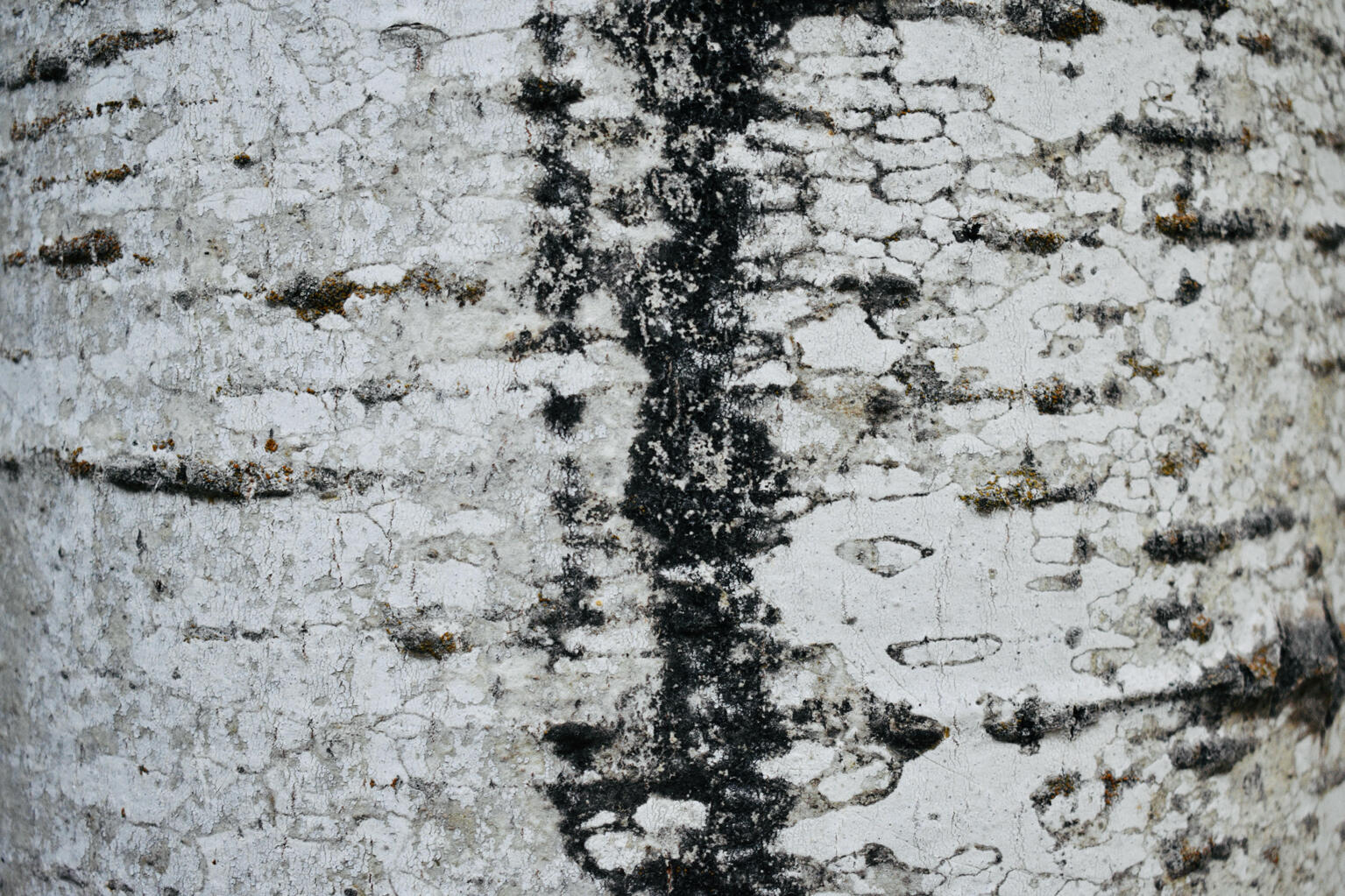 Birch bark Birch bark