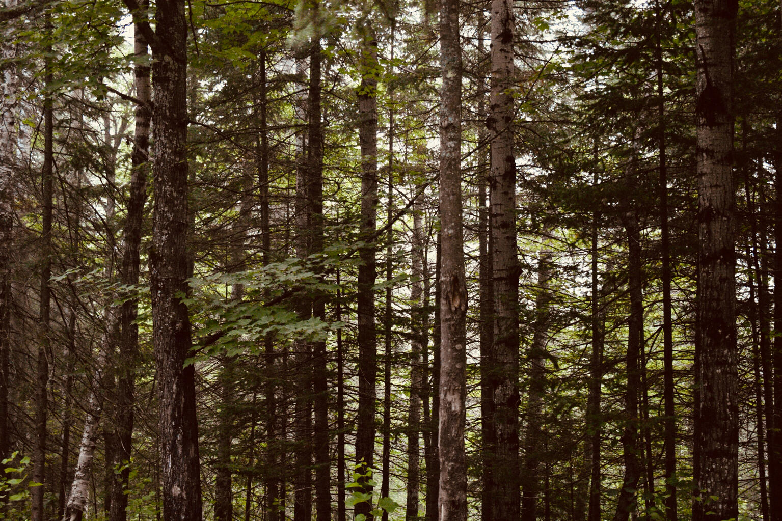 forest forest