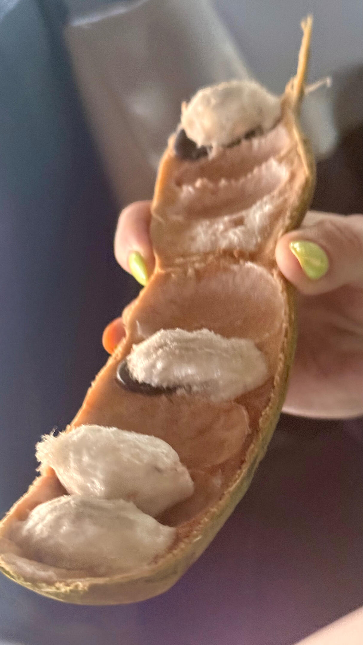ice cream beans
