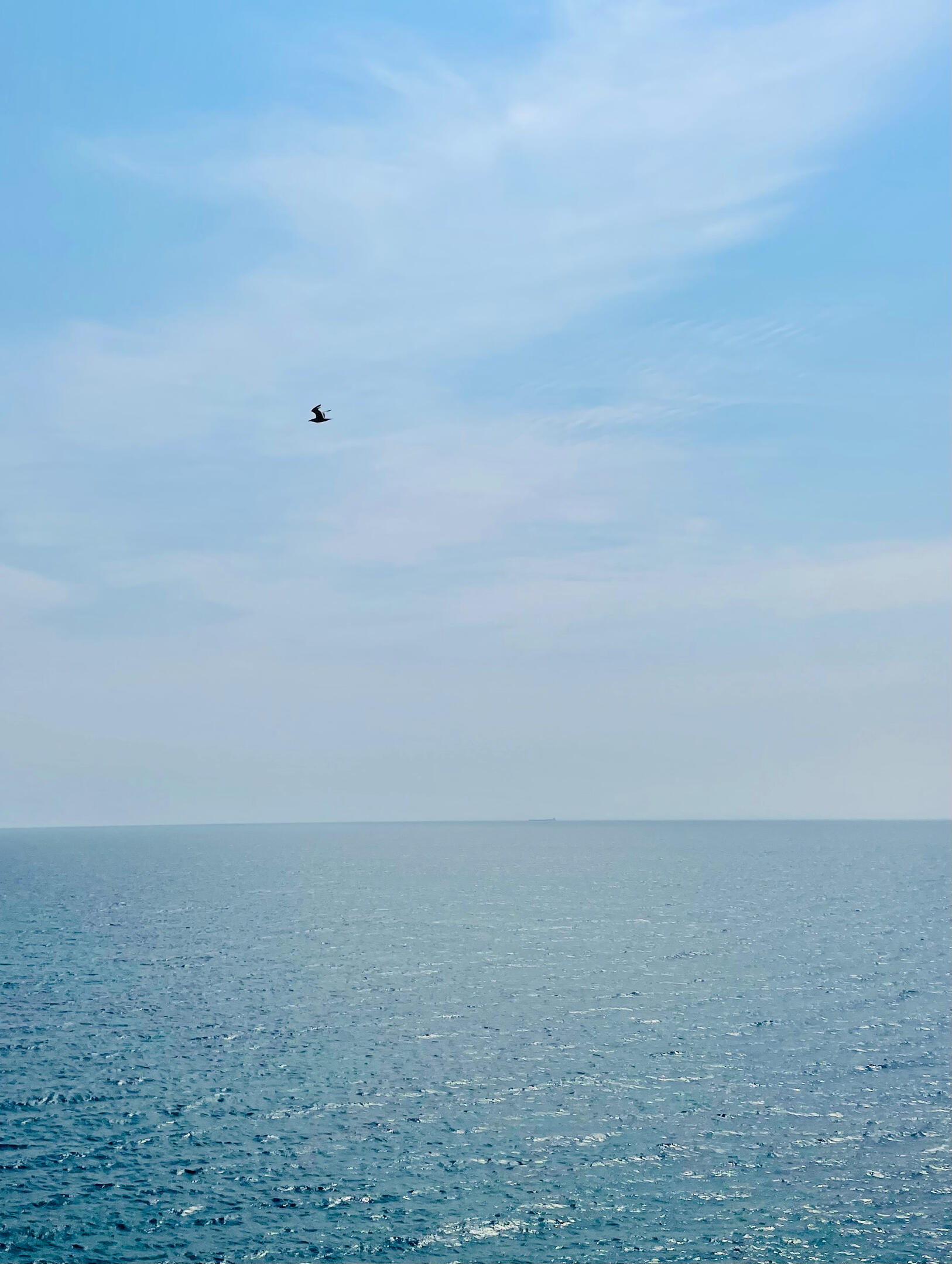 Lone bird over superior