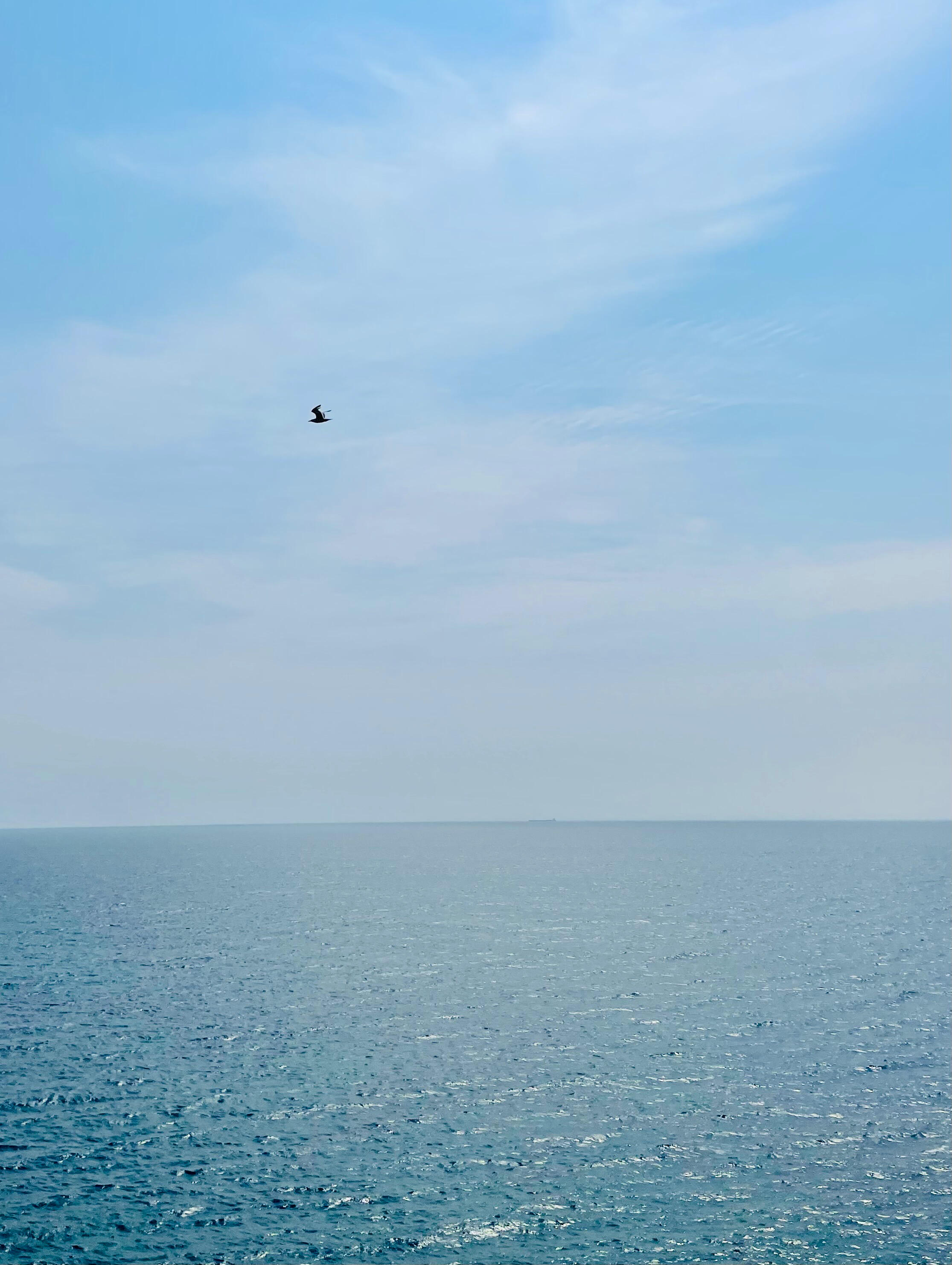 Lone bird over superior Lone bird over superior
