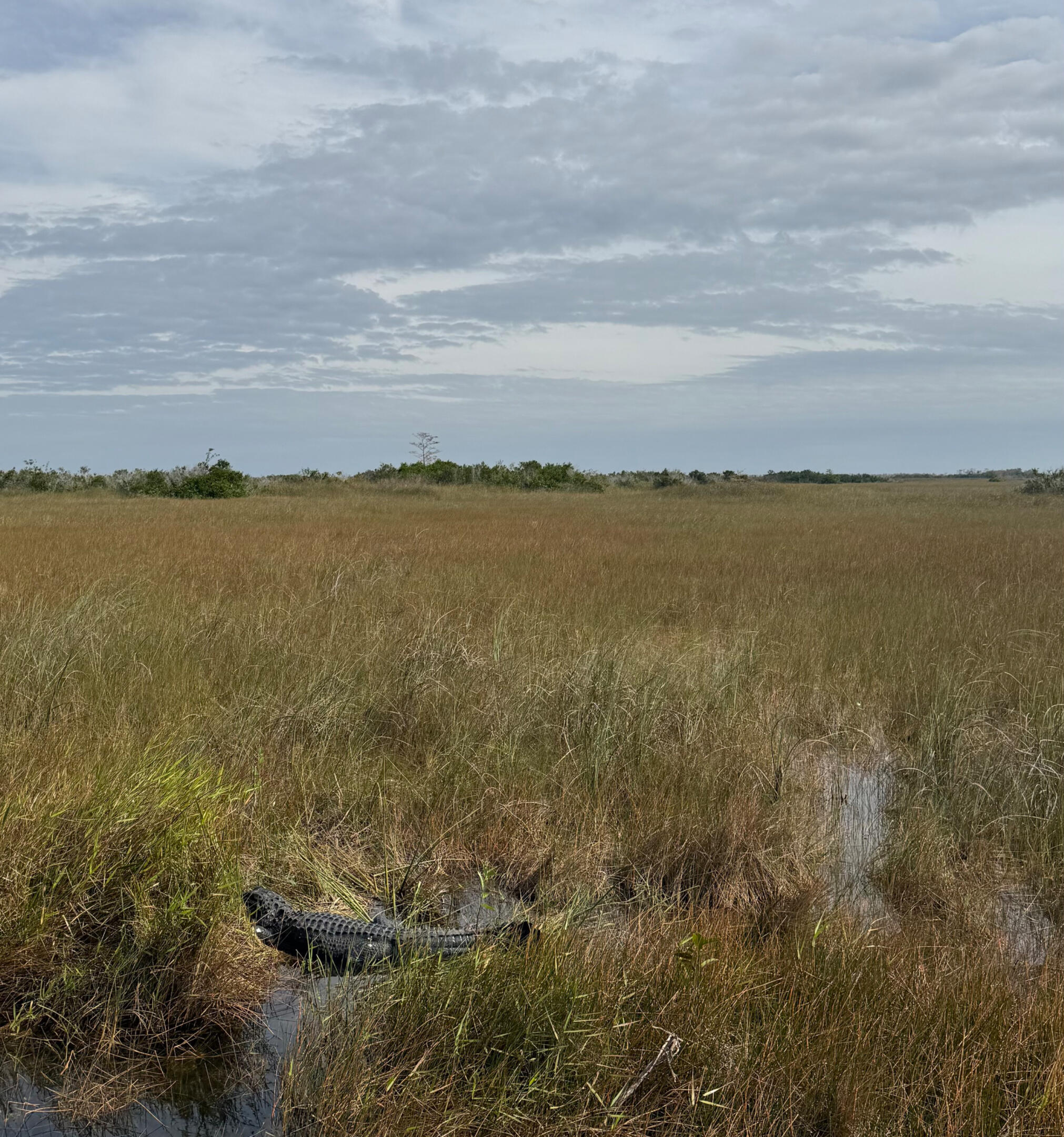 Everglades