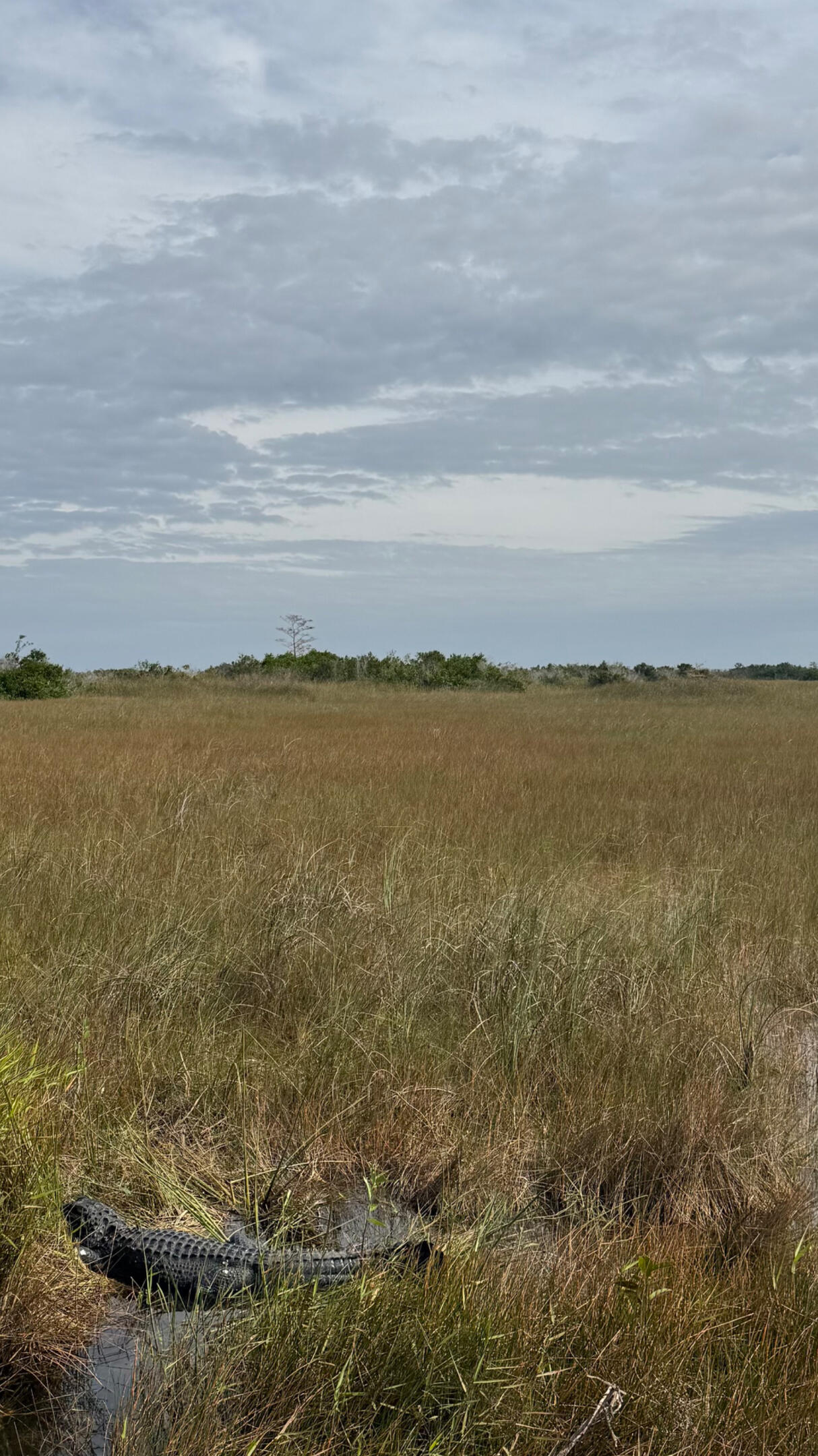Everglades alligator
