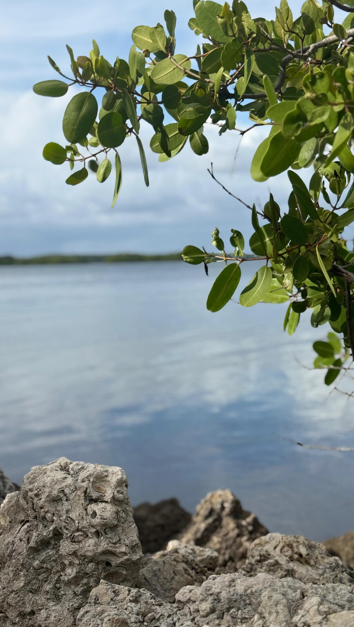 Biscayne